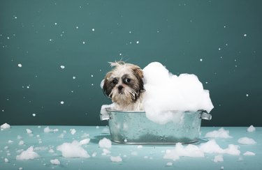 Puppy in foam bath