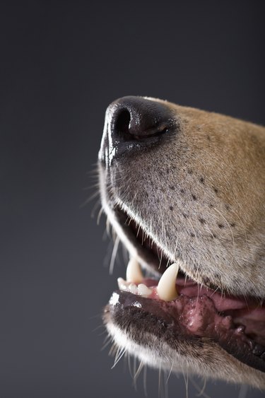 Closeup of brown dog's mouth