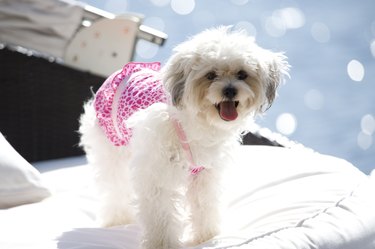 Maltese dog on cushion