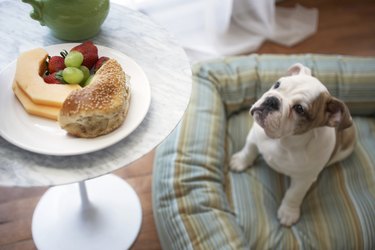 Bulldog puppy sitting in basket looking up at plate of food on table