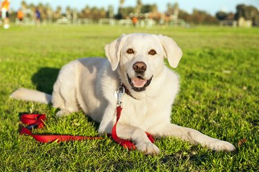 Mixed Labrador Dog with red leash at the Park