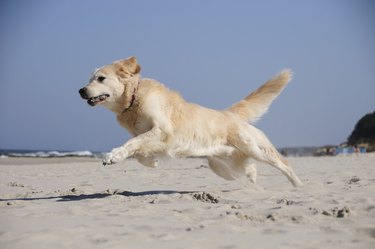 Dog running on beach