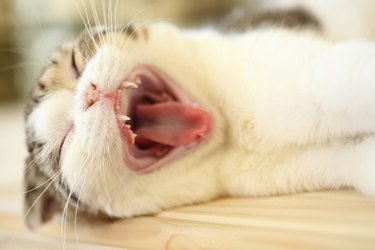 Cat yawning