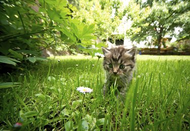 kitten in the garden