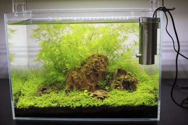 Planted Freshwater Aquarium