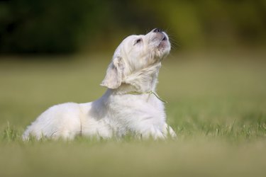 Howling puppy in a grass field