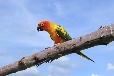 a Sun Conure