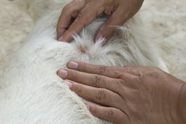 Woman's hand pick of an adult tick on dog fur.