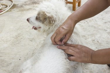 Woman's hand pick of an adult tick on dog fur.