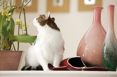 Cat sitting near a broken vase and flowers