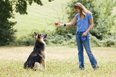 Woman playing with German shepherd outside