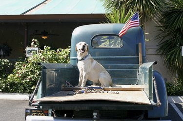 Dog sitting at the back of a pickup truck