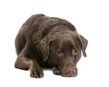Brown Labrador (7 years)