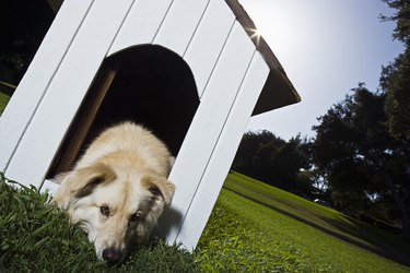 Dog lying down in doghouse