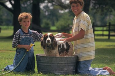 Boys washing dog in a tub