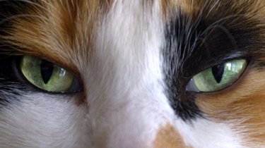 Close-up of cat's eyes