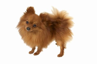 Close up of a Pomeranian