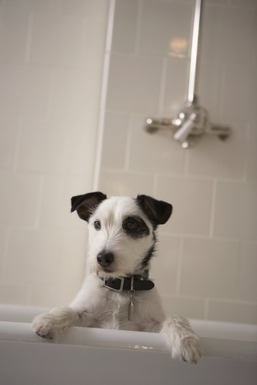 Black and white terrier dog in bath resting paws on side