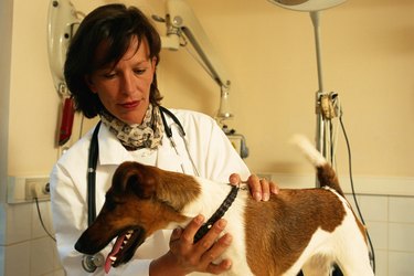 Veterinarian checking dog, close up