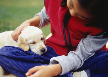 Girl (12-13) with Yellow Labrador puppy, close-up