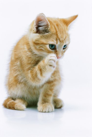 view of a kitten licking its paw