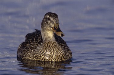 Mallard swimming in lake.