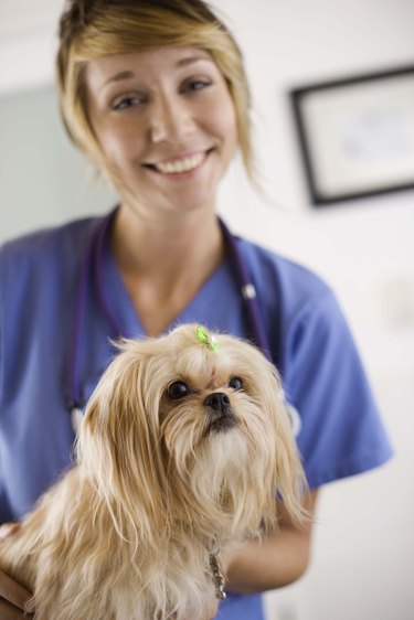 Dog with veterinarian