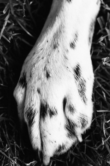 Paw of a Dalmatian