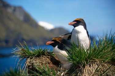 Rockhopper penguins