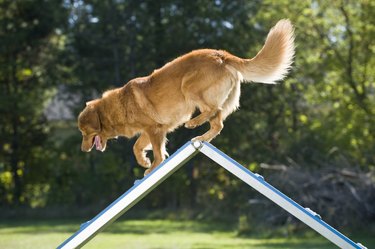 Suggestions for rollers & belt for dog treadmill? : r/DIY