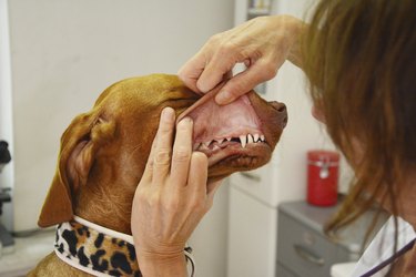 The teeth of a brown dog being examined by a vet.