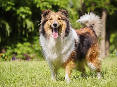 Dog, Shetland sheepdog, collie, sheltie.