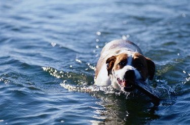 Mixed-Breed Dog in Water at Beach