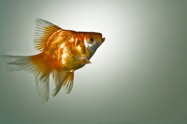 Closeup of a goldfish