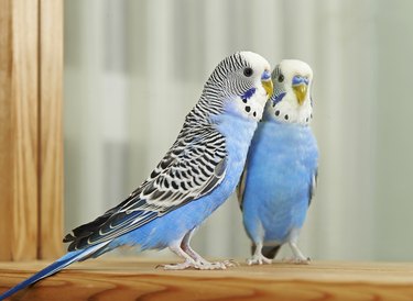 Blue Budgerigar (Melopsittacus undulatus)