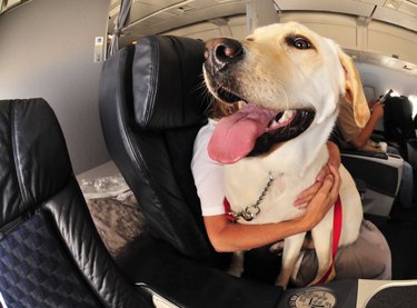 Dog On Airplane