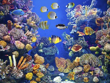 Colorful aquarium with fishes