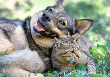 Dog and cat playing together