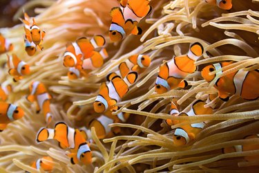 Clownfishes in Anemones