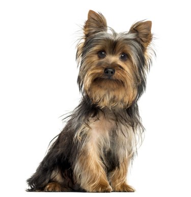Yorkshire terrier sitting, looking at the camera, isolated