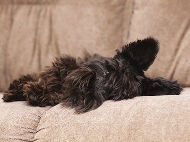 Miniature schnauzer on couch