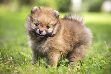 Small Pomeranian standing in grass field.
