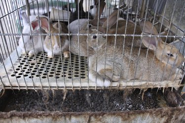Rabbit prison