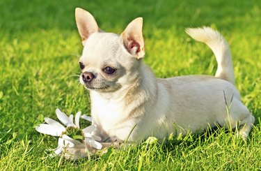 Long haired 2025 chihuahua hypoallergenic