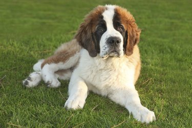 A Cute Saint Bernard Purebred Puppy on green lawn