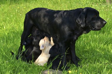 Black mother dog nursing puppies outside