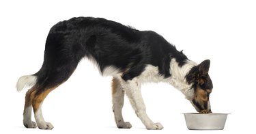 Side view of a Border collie eating from its bowl