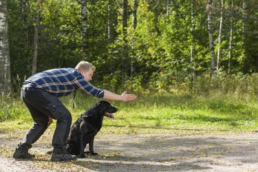 Man training Labrador retriever
