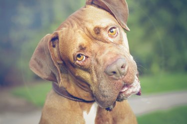 Boxer turning head staring at camera