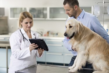 Vet With Dog And Owner